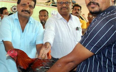 Fighter roosters fetch ₹4.46 lakh in auction