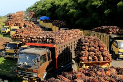 Indonesia scraps palm oil export levy
