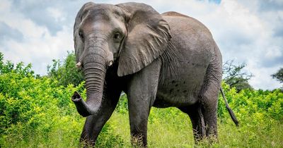 Elephant genes could help us understand how to avoid cancers, new research finds