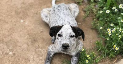 Adorable puppy found in cardboard box is desperately searching for new home