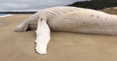 Fears world-famous humpback is white whale found washed up on Australian beach