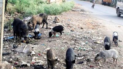 Death of 87 pigs in 72 hours causes panic in Lucknow locality