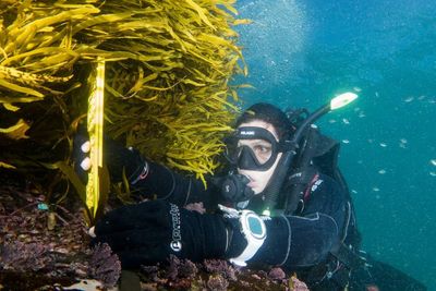 ‘Inspiring to see’: scientists show how forests of kelp can potentially be brought back to life