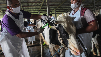 WTF Is Foot-And-Mouth Disease Should I Be Stressin’ My Bali Trip Will Get Canned Bc Of It?