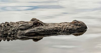 Woman killed by two alligators after falling into pond in horror accident
