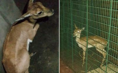 Scores of blackbucks flee flood-hit islands in the Godavari