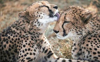 India set to be home of cheetahs after 70 years at Madhya Pradesh park