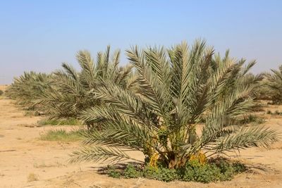 Iraq's date palms: rescuing a national icon