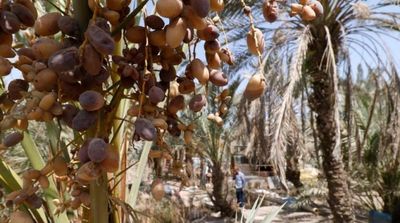 Iraq's Date Palms: Rescuing a National Icon