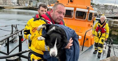 Dog miraculously survives after falling down 30ft cliff at Ness of Sound