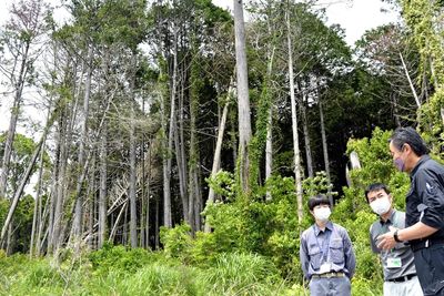 Inaction on aging trees leads to less CO2 absorption