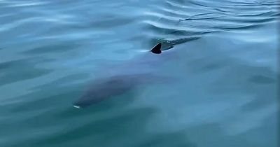 'It's a f****** shark!' Man stunned as fin appears in the water before 14 foot beast swims up to fishing boat on Welsh coast