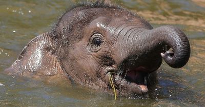 Chester Zoo to close during heatwave as temperatures soar