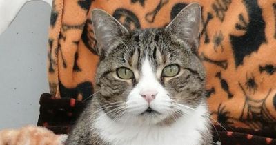 'Dying kitten dumped in carrier bag' amid animal welfare crisis
