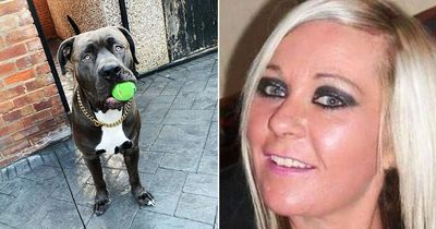 Mum mauled to death after XL Bully dog that's 'bigger than a lion' suddenly 'snapped'