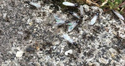 Flying Ant Day warning as Leeds hit with millions of winged insects