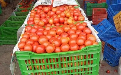 Andhra Pradesh: Rains in northern States turn a boon for Madanapalle tomato growers as exports pick up