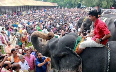 Thousands flock to see feasting jumbos