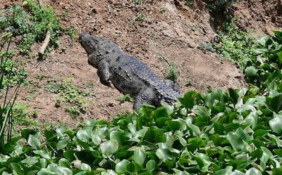 Crocodile sighted at Uyyakondan canal bank in Tiruchi