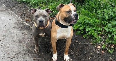 Rollercoaster journey for dog found abandoned with his friend