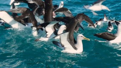 Kaikōura’s seabirds clobbered by climate change