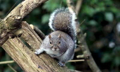 The Guardian view on controlling grey squirrels: a question of balance