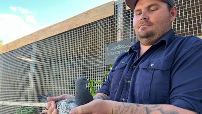 Outback Queensland pigeon racer Matty Starkoff set to take on the best in the world in Thailand