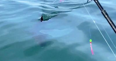 Astounding moment a 14ft shark shocked a fisherman - 'What the f**k is that'