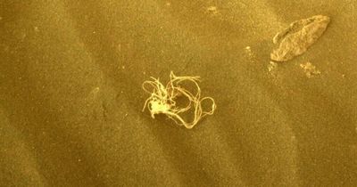 NASA discovers mysterious noodle-shaped object on Mars leaving scientists baffled