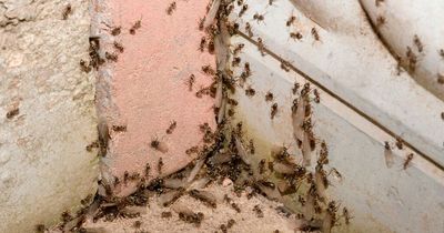 Flying Ant Day causing more woes for Brits as they face scorching 40C heatwave