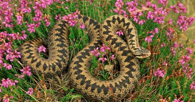 Snakes in the UK and how to identify them