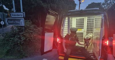 South Belfast Police rescue lost pot-bellied pig