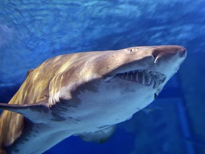 Sharks mistaking feet for fish are likely behind Long Island attacks