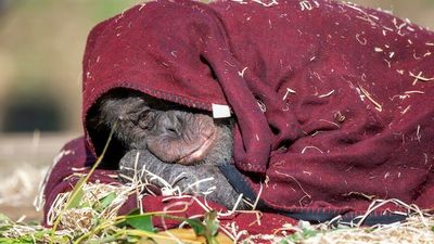 Monarto chimpanzees likely caught human respiratory illness RSV from discarded tissue