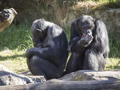 SA zoo chimps struck down by virus