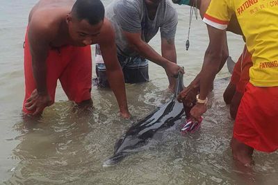 Injured dolphin dies after beaching at Patong