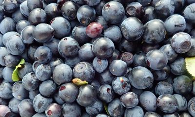 Country diary: The simple pleasures of picking bilberries