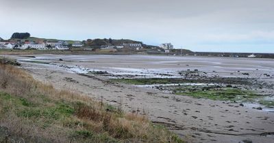 Beach horror scene as birds spotted 'gasping for air' with 62 discovered dead amid avian flu crisis