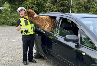 When An Alpaca Identifies As A Dog And Gets Her Own Car