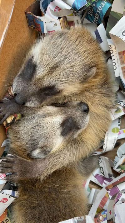 Look Who Just Flue In: Cops Rescue Baby Raccoons That Fell Down Chimney