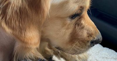 Blind dog's life saved after vet drills into his skull