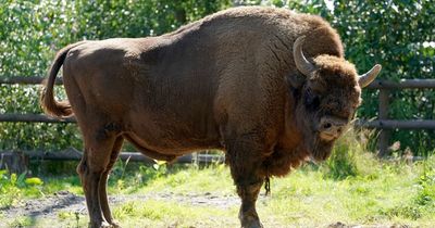 Bison returning to the wild in Britain for first time in a 1,000 years