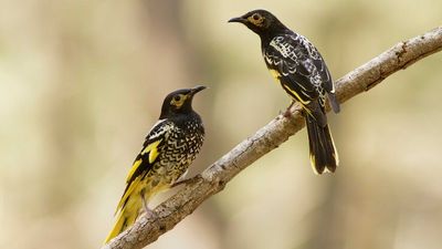 Mistletoe decline could threaten nectar-feeding bird populations