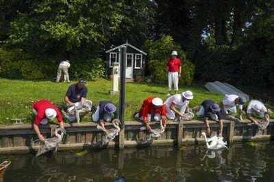 Annual Swan Upping: What is it and when does it happen?