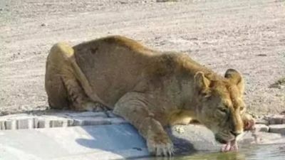 Gujarat: Forest dept captures lioness involved in attacks in Amreli district