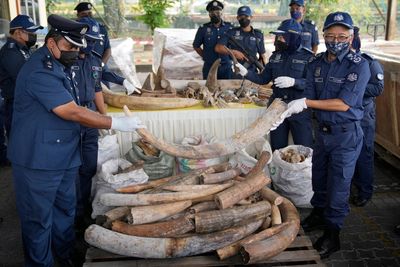 Malaysia seizes African tusks, pangolin scales worth $18M