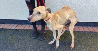 Dog who was so hungry she 'ate her own tail' desperately needs new home