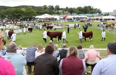 UK heatwave: Pigs at Royal Welsh Show wear sun cream as temperatures soar