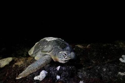 Endangered sea turtles found stabbed off Japanese island