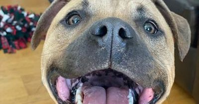 Adorable Edinburgh dog with the biggest smile desperate for new forever home